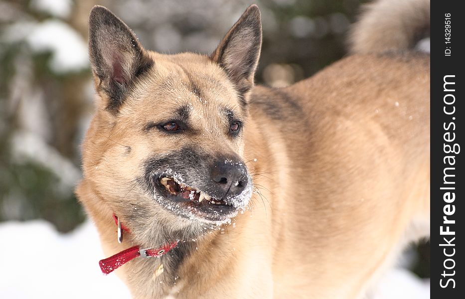 Aggressively looking dog in winter forest