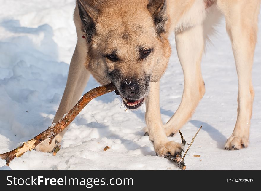 West Siberian Laika (Husky) with a stick in winter forest