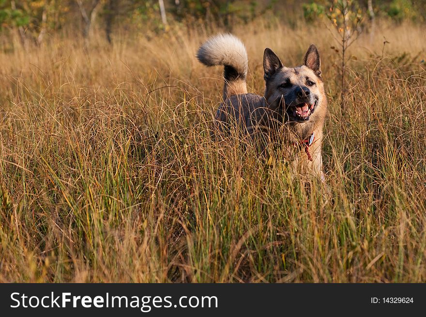 West Siberian laika (husky)