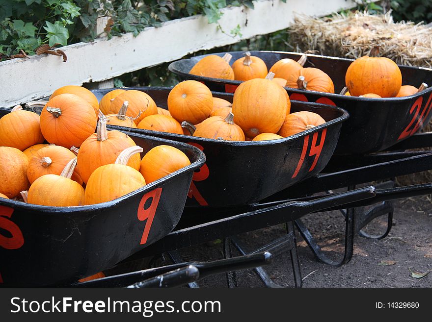 Three black wheelbarrows of orange pumpkins