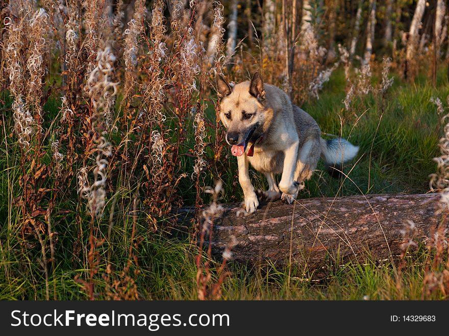 Jumping West Siberian laika (husky). Jumping West Siberian laika (husky)