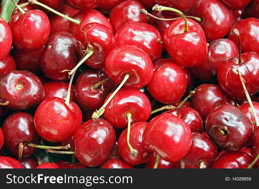 A bunch of cherries fresh from the farm. A bunch of cherries fresh from the farm