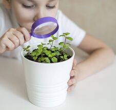 Young Girl Studies Small Plant In Elementary Science Class. Child Holding Magnifying Glass. Caring For A New Life Stock Images