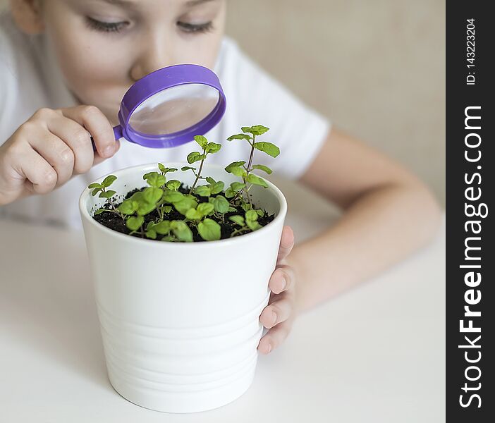 Young girl studies small plant in elementary science class. Child holding magnifying glass. Caring for a new life