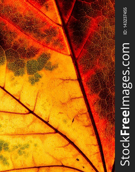 Color autumn leaf green red orange yellow macro