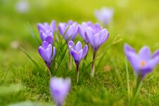 Close-up Photo Of Wonderful Blooming Crocus Flowers In Fresh Green Grass With Sunny Background Royalty Free Stock Images