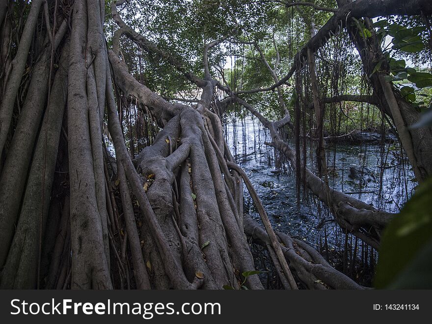 Mangrove forests in the estuary of Thailand in the summer. Mangrove forests in the estuary of Thailand in the summer