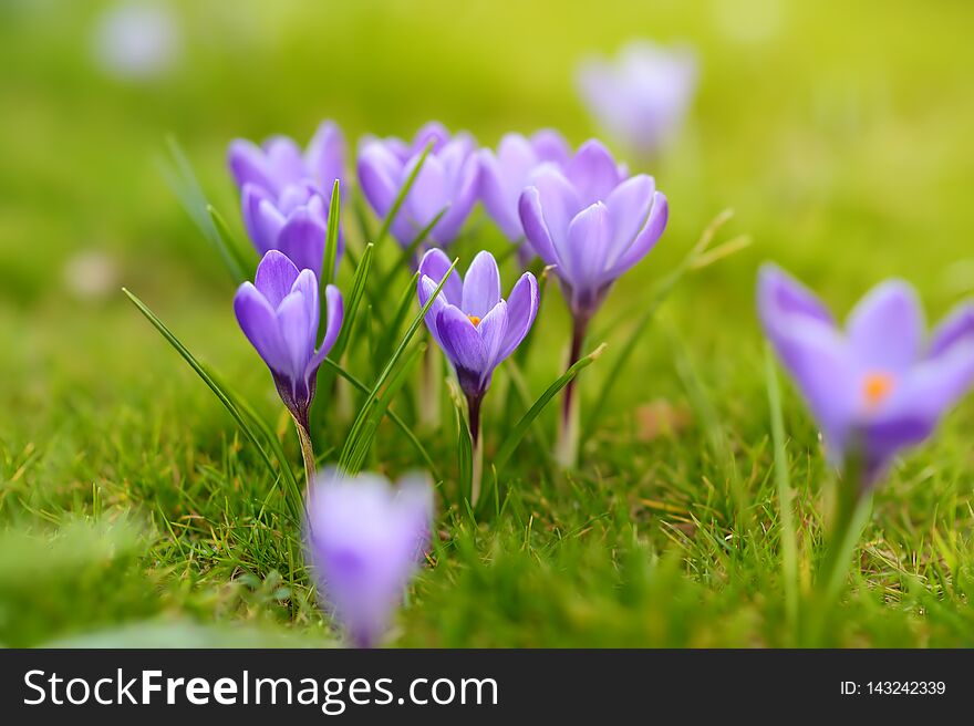 Close-up photo of wonderful blooming crocus flowers in fresh green grass with sunny background. Beautiful spring