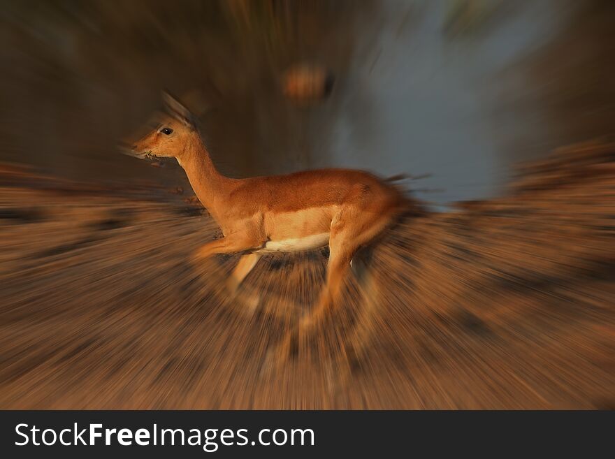 Image of a partially focused Impala sprinting with a zoom blur effect added. Image of a partially focused Impala sprinting with a zoom blur effect added.