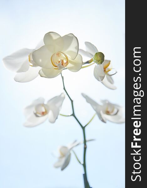 White orchids on sun light, the green bud, a new flower, a butterfly, macro, Phalaenopsis, Doritis, Grafia, Kingidium, Kingiella