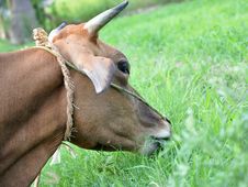 Cow Grazing Royalty Free Stock Image