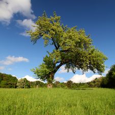 Lonely Tree Royalty Free Stock Photos Lonely Tree Royalty Free Stock Photos