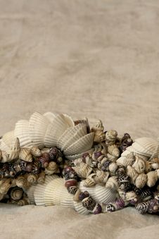 Seashells Stock Photo Seashells Stock Photo