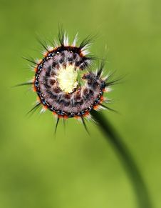 Black - Red Caterpillar Stock Images