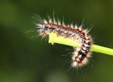 Black - Red Caterpillar Stock Photo Black - Red Caterpillar Stock Photo