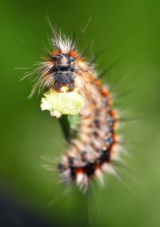Scary Black - Red Caterpillar Royalty Free Stock Image Scary Black - Red Caterpillar Royalty Free Stock Image