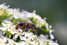 Black Bug On White Flower Stock Photos
