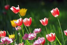 Tulips Royalty Free Stock Photos Tulips Royalty Free Stock Photos