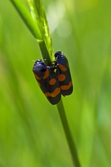 Macro With Two Bugs Stock Photography Macro With Two Bugs Stock Photography