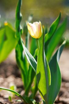 Yellow Spring A Young Tulip Royalty Free Stock Photos Yellow Spring A Young Tulip Royalty Free Stock Photos