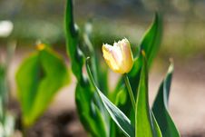Yellow Spring A Young Tulip Royalty Free Stock Photo Yellow Spring A Young Tulip Royalty Free Stock Photo