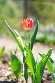 Yellow Spring A Young Tulip Stock Images Yellow Spring A Young Tulip Stock Images