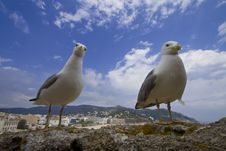 Two Seagulls Stock Image Two Seagulls Stock Image
