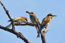 Bee-eaters With Insect Stock Photography