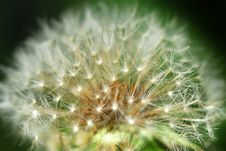 Macro Photo Of A Dandelion Royalty Free Stock Image Macro Photo Of A Dandelion Royalty Free Stock Image