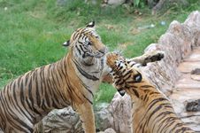 Two Tigers Royalty Free Stock Images