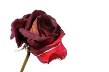 Withered Red Rose Royalty Free Stock Images