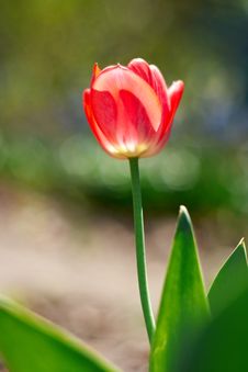 Red Spring A Young Tulip Stock Images Red Spring A Young Tulip Stock Images