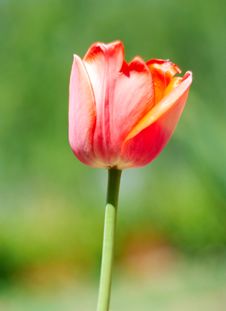 Red Spring A Young Tulip Stock Images Red Spring A Young Tulip Stock Images
