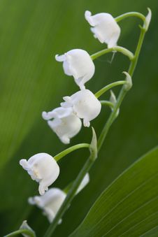 Lily Of The Valley Royalty Free Stock Photography