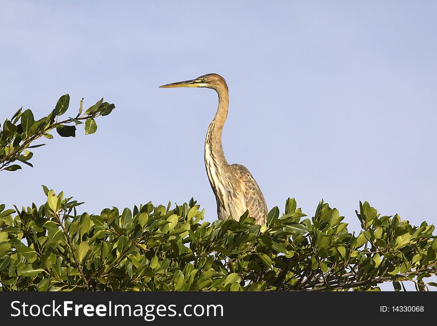 Grey Heron Ardea cinerea at Intaka wetlands