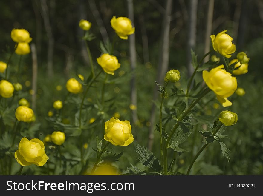 Globeflower (Trollius europaeus) flowers closeup. Globeflower (Trollius europaeus) flowers closeup