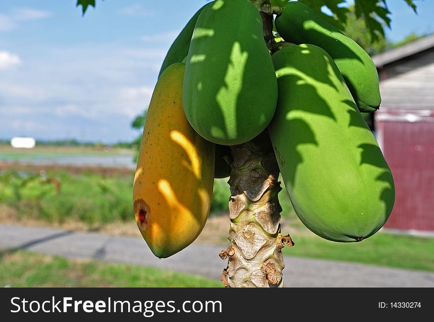 Papaya fruit tree in the farm. Papaya fruit tree in the farm