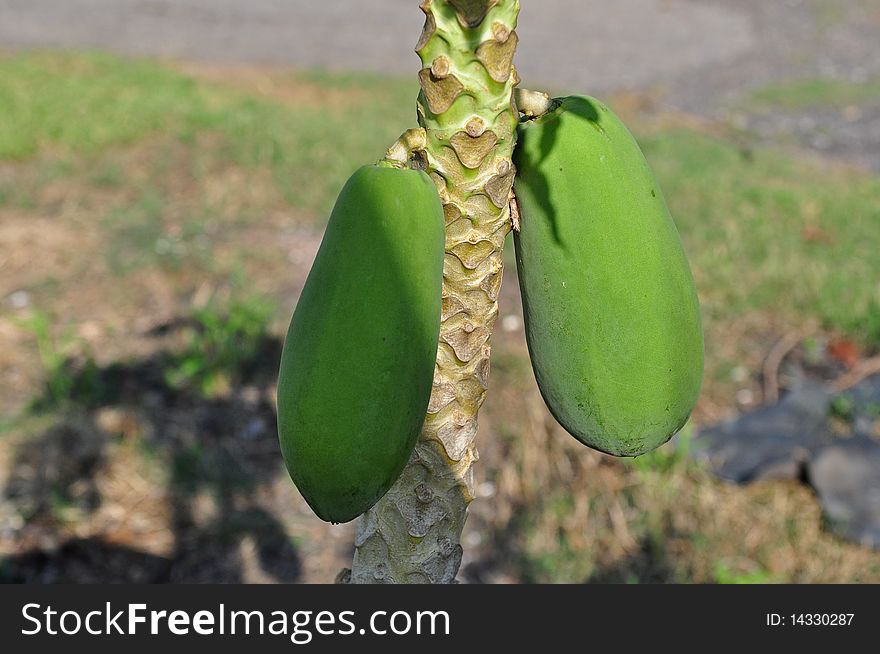 Papaya tree and fruit in the gardens. Papaya tree and fruit in the gardens