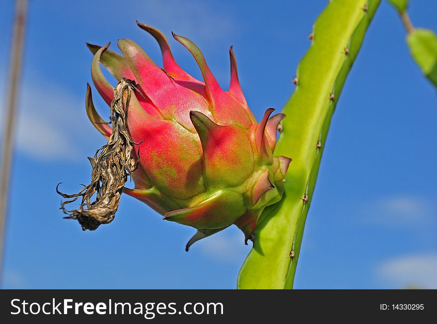 Dragon fruit in the gardens