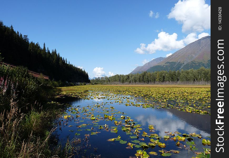 Lilly Pond Reflections