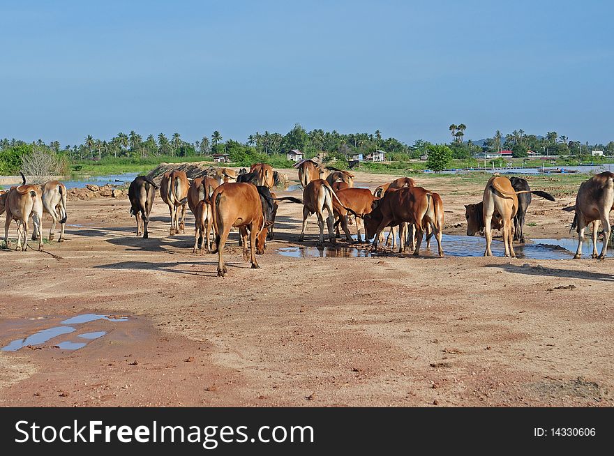 Farm cow at the countryside. Farm cow at the countryside