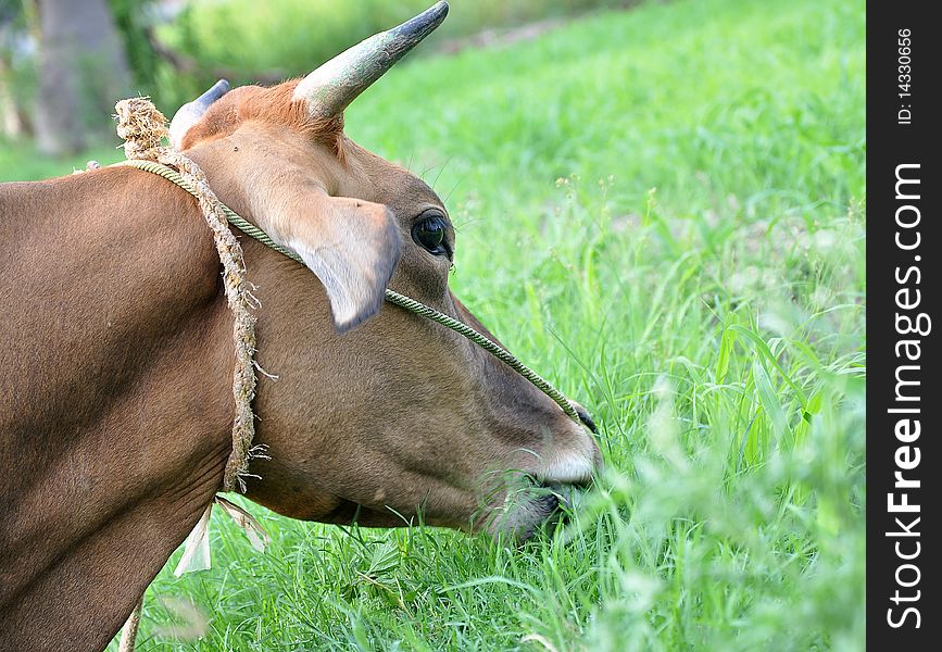 Farm cow eating grass - closeup. Farm cow eating grass - closeup
