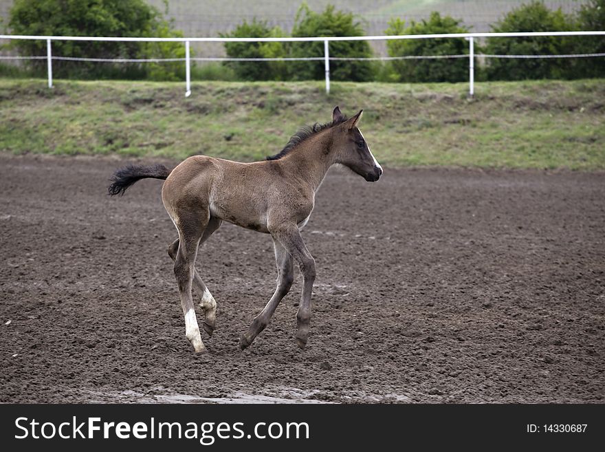 Foal running and playing on race course