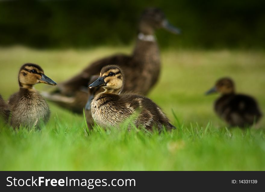 Little duckling with mother and siblings in the background on grass, taken from a low point of view. Little duckling with mother and siblings in the background on grass, taken from a low point of view