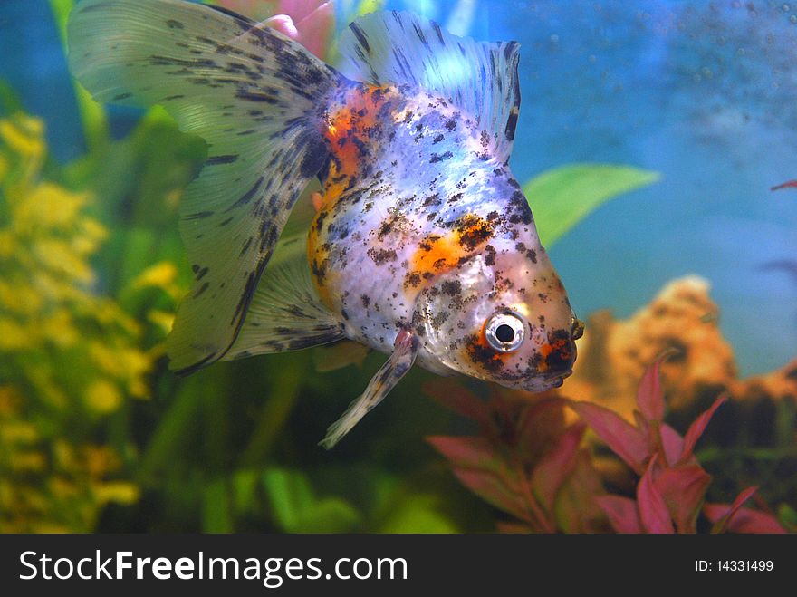 Spotted Goldfish In Aquarium.