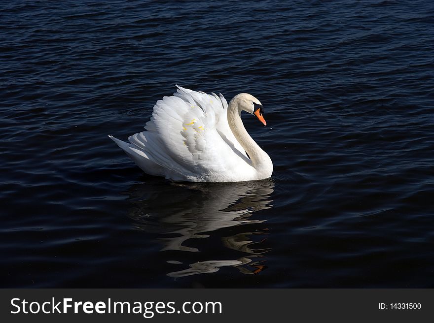 White swan on black water