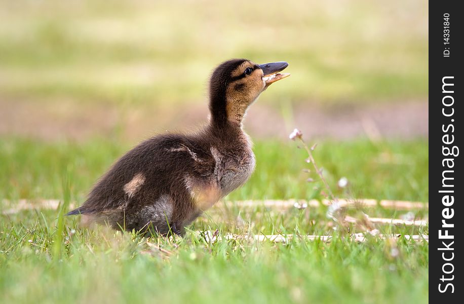 Little duckling eating a piece of bread, taken from a low point of view. Little duckling eating a piece of bread, taken from a low point of view