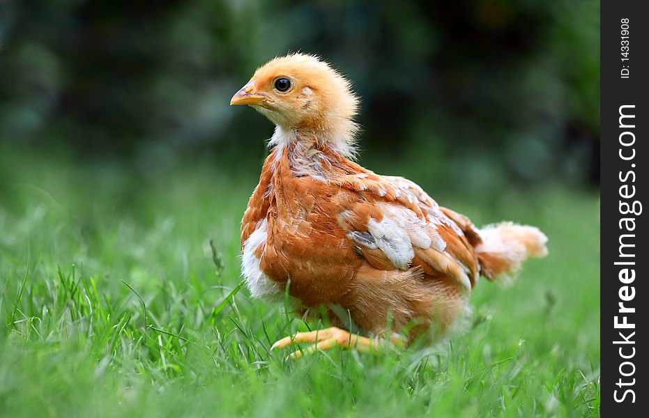 Walking chicken in green grass.