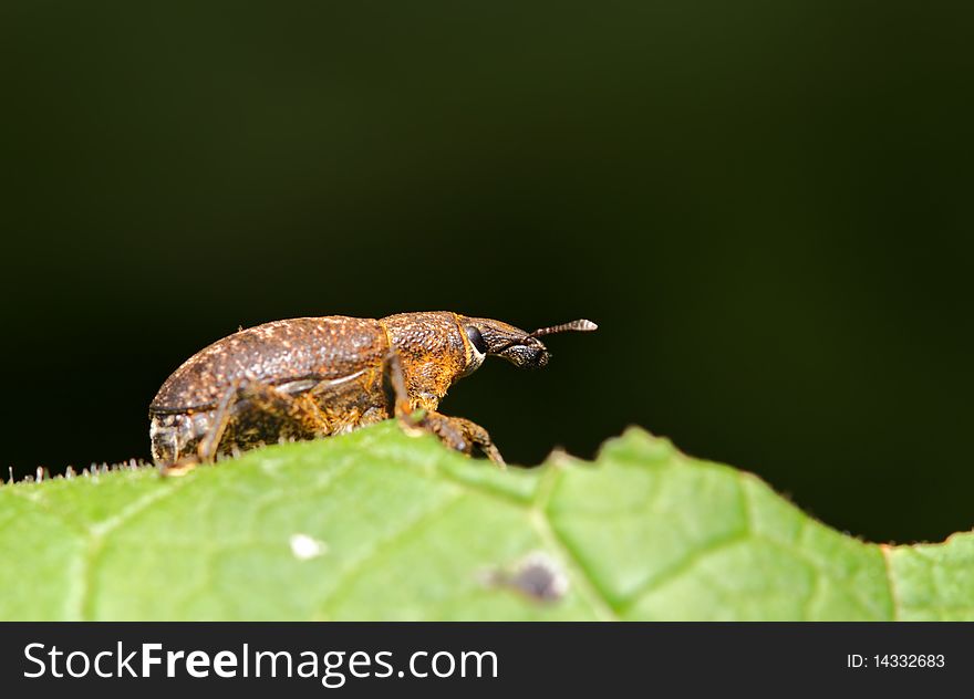 Close-up of Snout beetle. Hylobius abietis