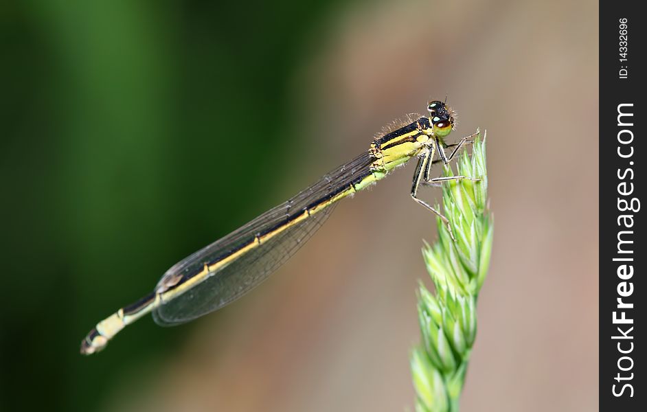 Yellow damselfly in nature. Europe